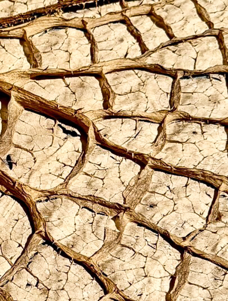 Seerosenblatt Struktur | Abstrakte Natur Fotokunst Wandbild | Das Verborgene im Alltäglichen. Diese hochaufgelöste Makro-Nahaufnahme fängt die filigranen Risse und warmen Erdtöne eines getrockneten Riesenseerosenblattes perfekt ein. Durch den engen Fokus wirkt die natürliche Struktur wie eine abstrakte, weite Wüstenlandschaft. Als großformatiges Wandbild (besonders harmonisch auf hochwertiger Leinwand) bringt dieses organische Kunstwerk zeitlose Eleganz und echten Gesprächsstoff in dein Wohnzimmer, Schlafzimmer oder Büro. - Realisiert mit Pictrs.com