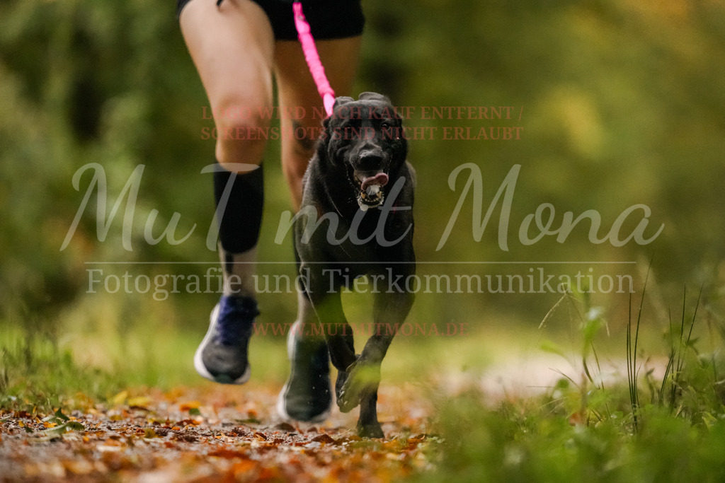20251005_THS_Turnier-46 | MuT (Mensch und Tier) mit Mona - Fotografie und Tierkommunikation - Realisiert mit Pictrs.com
