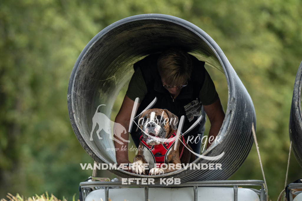 1147_ZZ90470 | kk-dogfotos