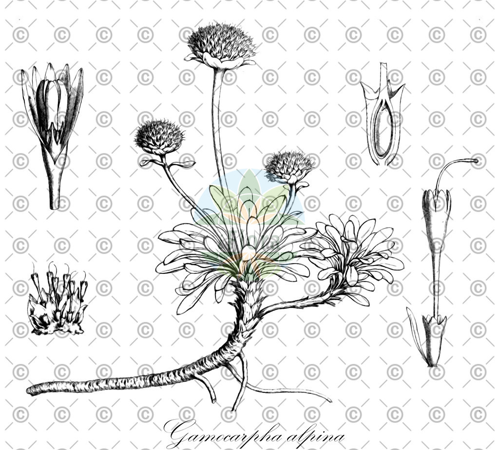 HistAbb_wfo-0000694102_1_ENZY_Simple | Historische Abbildung von Gamocarpha alpina - Calyceraceae | Historical Illustration of Gamocarpha alpina - Calyceraceae