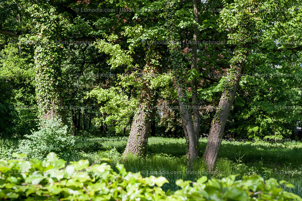 10049-1617 - Stadtpark Tangerhütte | Stockfoto und Bilderpool mit Bildmaterial aus Deutschland, dem Harz, Halberstadt, Quedlinburg, Wernigerode und weltweit. Qualitativ hochwertige und professionelle Fotos anschauen und kaufen. - Realisiert mit Pictrs.com