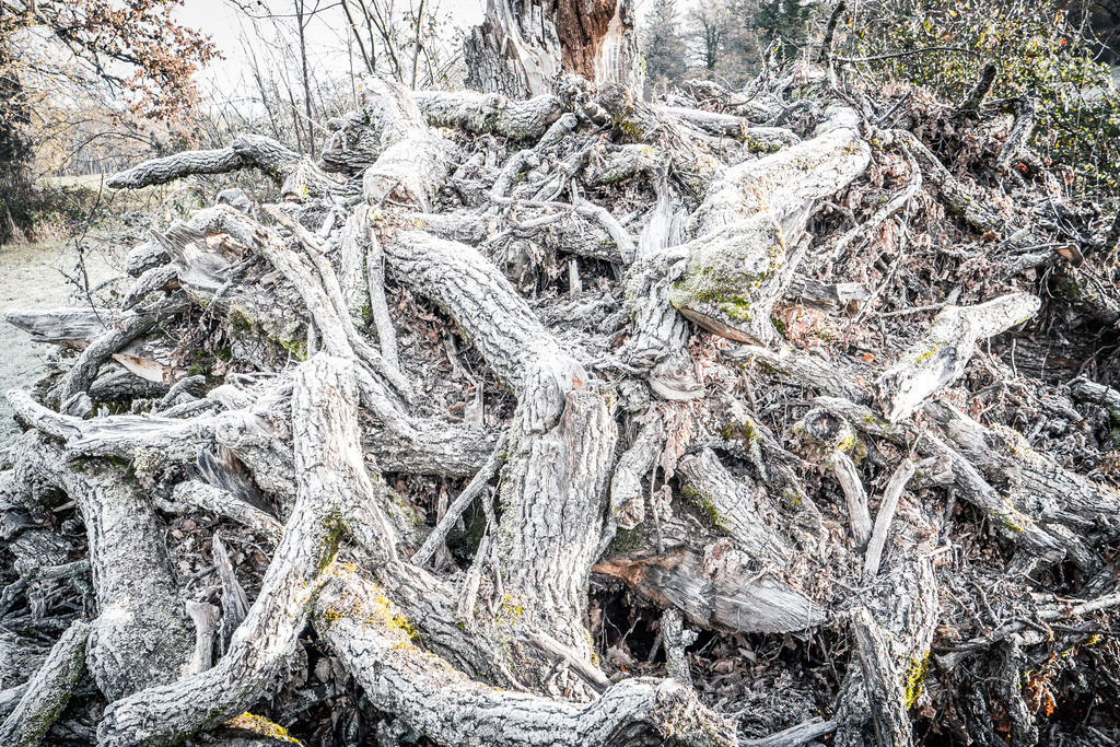 gefrorene Baumstücke oberhalb Schloss Wildenstein (BL) | Schöne Fotografien aus der Stadt und der Natur zum bestellen oder selber hochladen. Druck auf Foto, Postkarte, Kalender, FineArt Hahnemühle, Alu-Dibond , Akustikbilder zur Absorption von Schall und Lärm etc. - Realisiert mit Pictrs.com