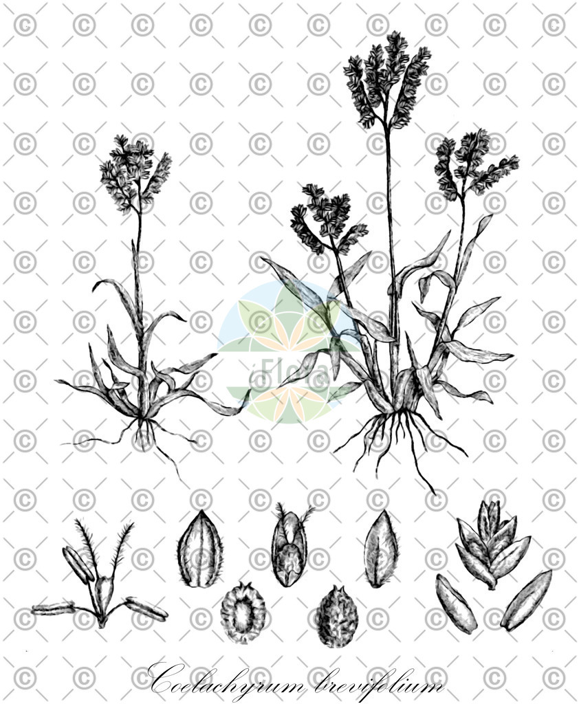 HistAbb_wfo-0000614092_1_ENZY_Simple | Historische Abbildung von Coelachyrum brevifolium - Poaceae | Historical Illustration of Coelachyrum brevifolium - Poaceae