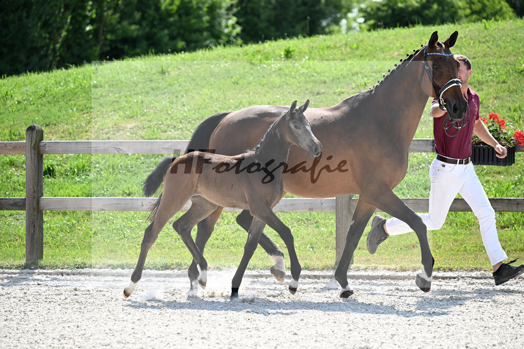 Kat-Nr. 40 Cashmoaker x Quidam de Revel_SF_Fischer_15251197 | hf-fotografie - Realisiert mit Pictrs.com