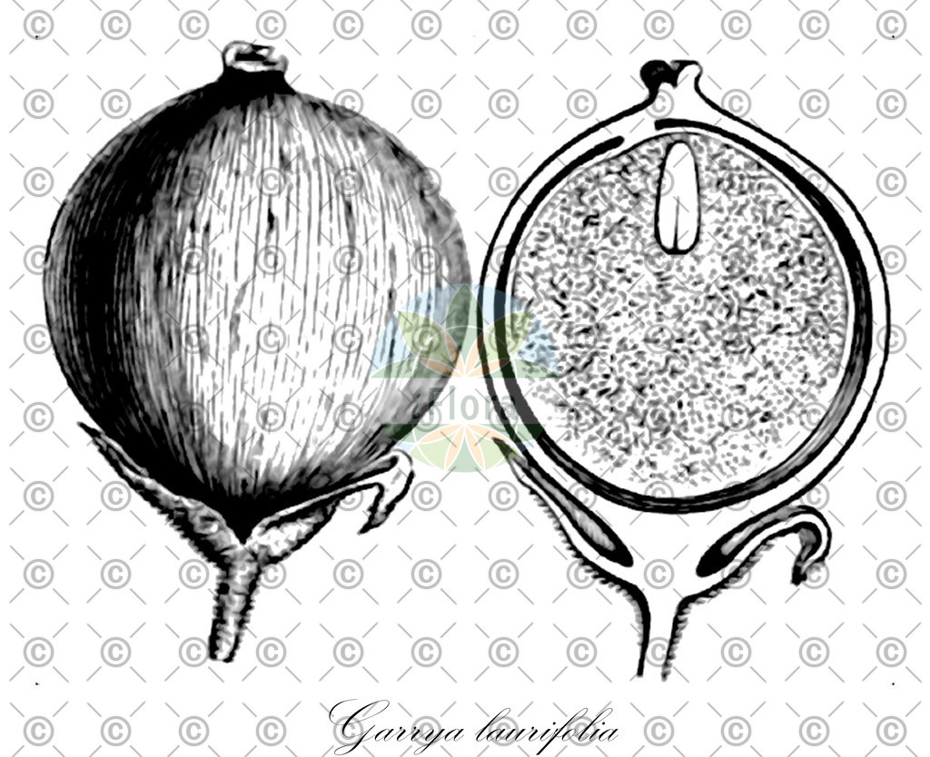HistAbb_wfo-0000694796_2_ENZY_Simple | Historische Abbildung von Garrya laurifolia - Garryaceae | Historical Illustration of Garrya laurifolia - Garryaceae