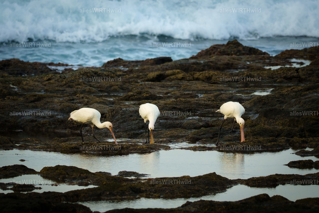 allesWIRTHgut Tierfotografie - allesWIRTHgut.de - 7IV08212 | Entdecke die faszinierende Welt der Natur- und Wildlife-Fotografie von Daniel und Bärbel. Inspirierende Bilder von wilden Tieren und kleinen Naturwundern.