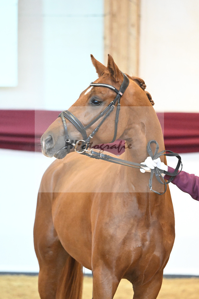 Kat-Nr. 18 v. Desperados_RIH Sportpferde GmbH_66220188 | hf-fotografie - Realisiert mit Pictrs.com