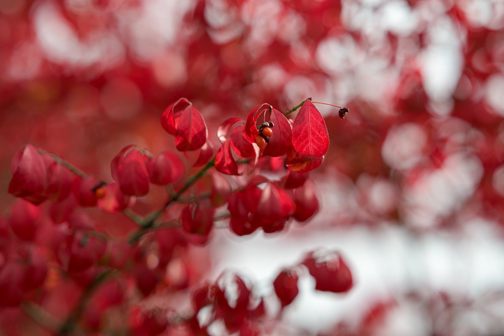 Flügel-Spindelstrauch im Herbst | Eine der schönsten Sträucher im Herbst ist der karminrot leuchtende Flügel-Spindelstrauch, auch Korkflügelstrauch genannt. In der abgebildeten Fotografie wird eines der Blätter betörend hervorgehoben, hinter dem die anderen in traumhafter Unschärfe verschwimmen. — Auflösung des Originals: 8256 x 5504 px. - Realisiert mit Pictrs.com