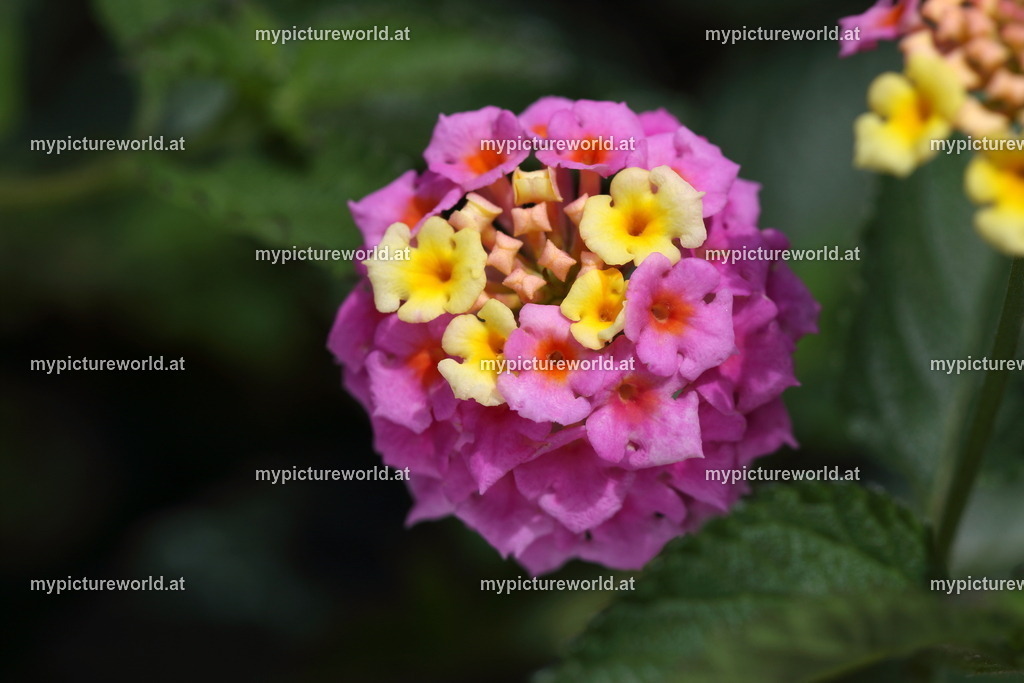 Wandelröschen-001 | Das Bilderarchiv über Tiere, Planzen und Landschaften. In der Bilddatenbank finden Sie ein große Auswahl an hochwertigen Bilder für Ihre Werbung - Realized with Pictrs.com