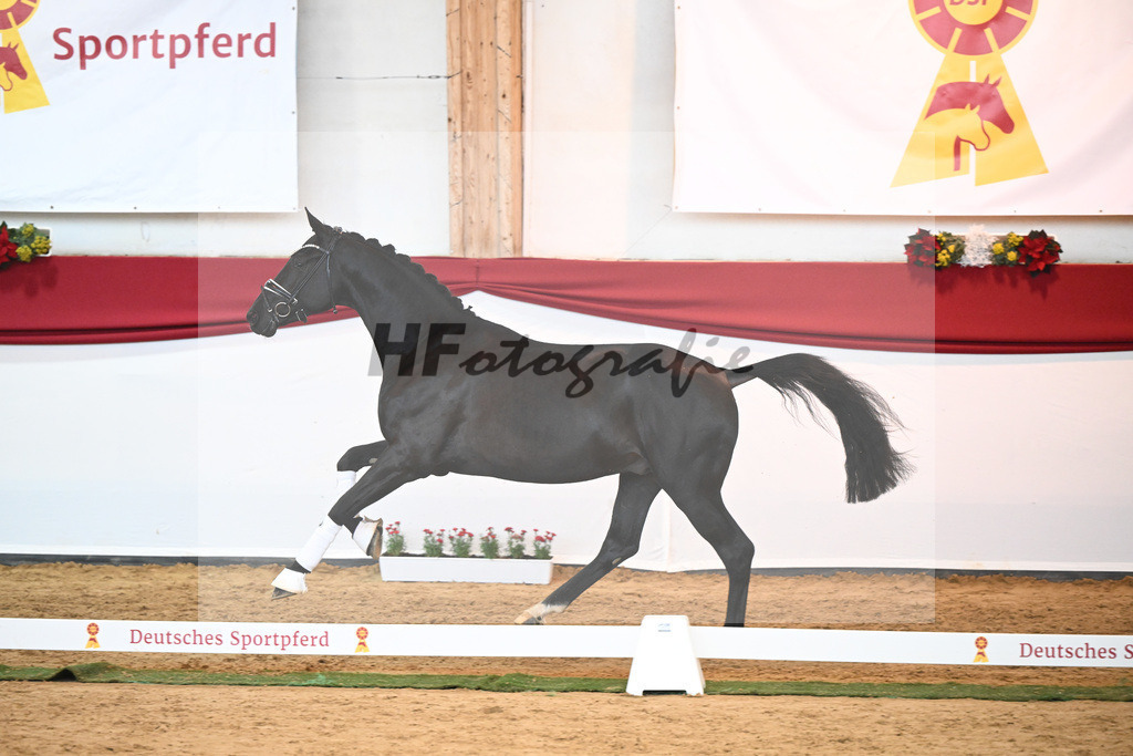 Kat-Nr. 33 Glamourdale x Vitalis_Beckmann_43231001 | hf-fotografie - Realisiert mit Pictrs.com