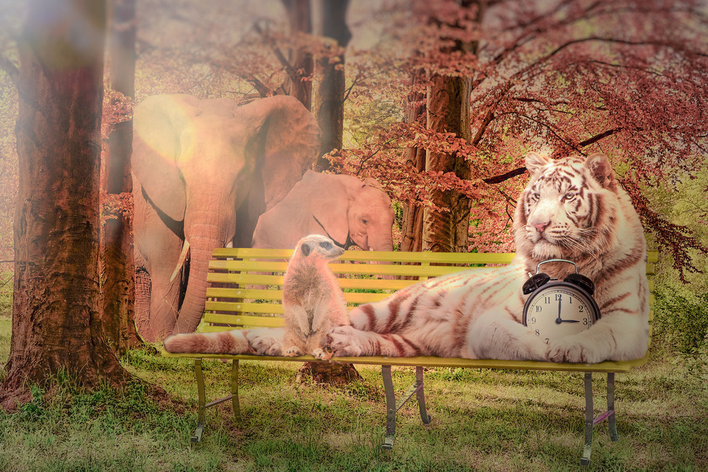 Tea Time | Jeden Nachmittag treffen sich die Tiere im Wald. Der weiße Tiger ist jeweils der erste auf der Lich-tung. Meist ist er sogar schon eine Stunde früher da. Zum einen kann er sicher sein, dass seine Bank noch frei ist und zum anderen hat er schließlich die Zeit dabei. Diese ist sehr wichtig, denn sie ist das letzte Überbleibsel seiner Vergangenheit im Zoo. Ein Wärter hatte seinen Wecker mitge-bracht, um niemals die Tea-Time zu verpassen. Jeden Tag um 3 klingelte dieser nun und läutete damit des Pflegers Pause ein. Eines Tages kam der Angestellte dann nicht mehr, die Zeit blieb ste-hen, pünktlich um drei. - Realisiert mit Pictrs.com