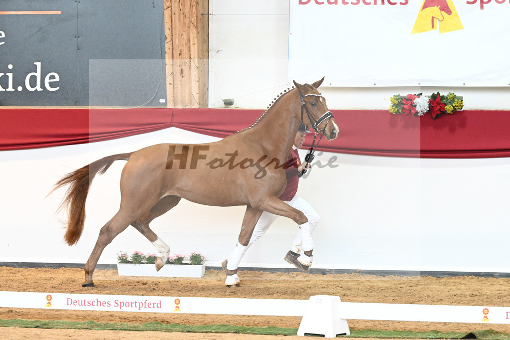 Kat-Nr. 53 Va Bene x Locksley III_Albert_43230906 | hf-fotografie - Realisiert mit Pictrs.com