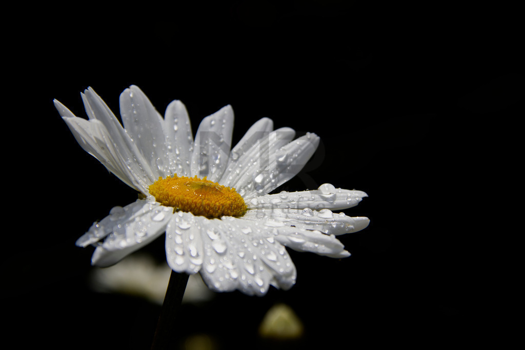 Margerite im Regen | Auswahl von hochwertigen Fotos für Web, Social Media und Print. Hier können Sie auch Ihre eigenen Fotos hochladen und günstig auf die vielfältigsten Trägermaterialien drucken lassen. - Realisiert mit Pictrs.com