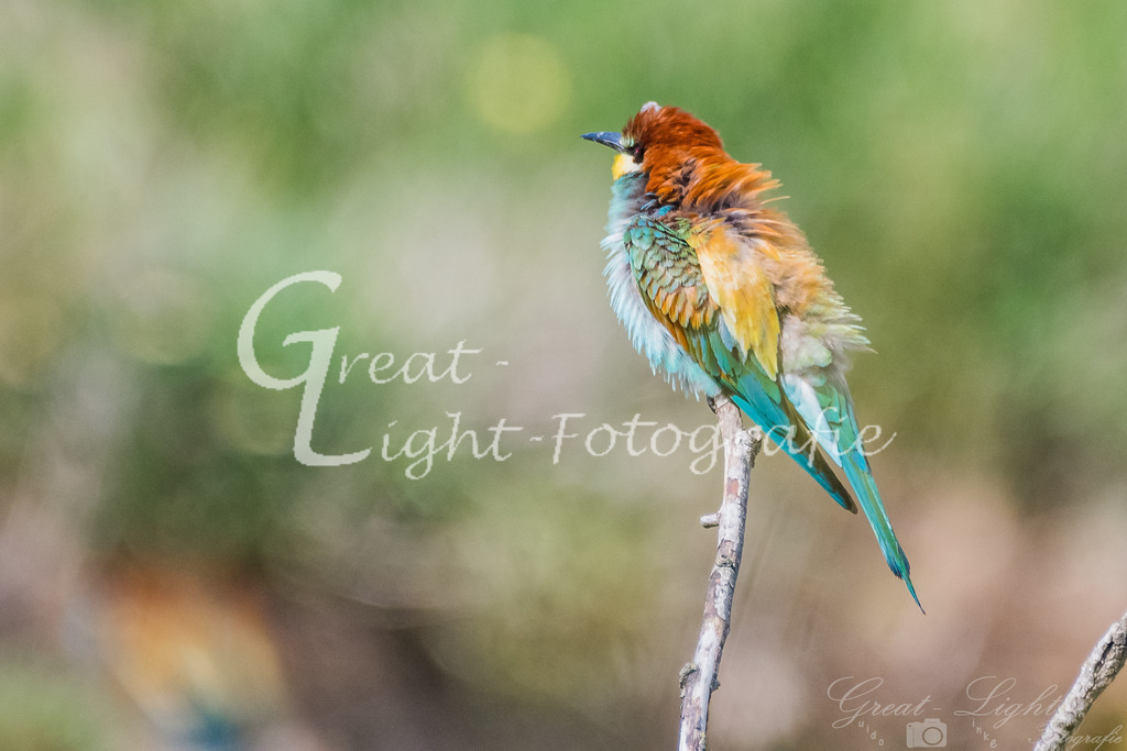 DSC_3194 | Great-Light Fotografie - Realisiert mit Pictrs.com