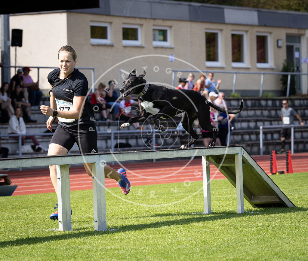 Pfotenfotografie_DV3A0150 | Hundefotografie, Tierfotograf, Pfotenfotografie, Fotoshooting Hund, Hunde Portrait, Hundesport, Hundeportraits, Heideshooting, Hunde, Sportfotograf, Hundefotograf, Turnierhundsport, THS,  - Realisiert mit Pictrs.com