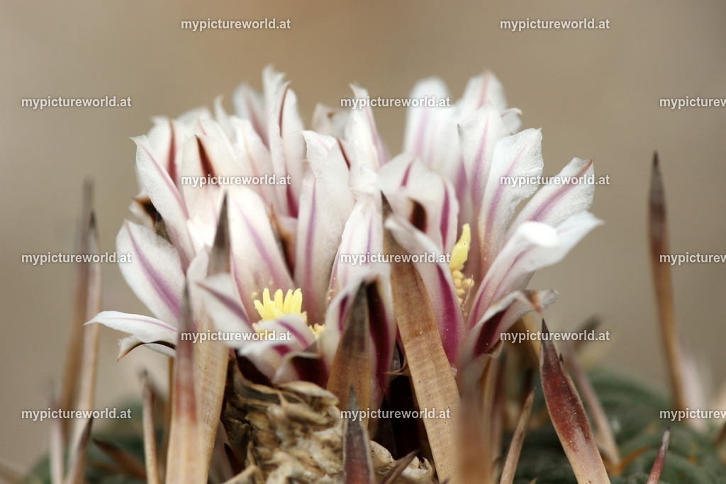 Stenocactus crispatus-002 | Das Bilderarchiv über Tiere, Planzen und Landschaften. In der Bilddatenbank finden Sie ein große Auswahl an hochwertigen Bilder für Ihre Werbung - Realized with Pictrs.com