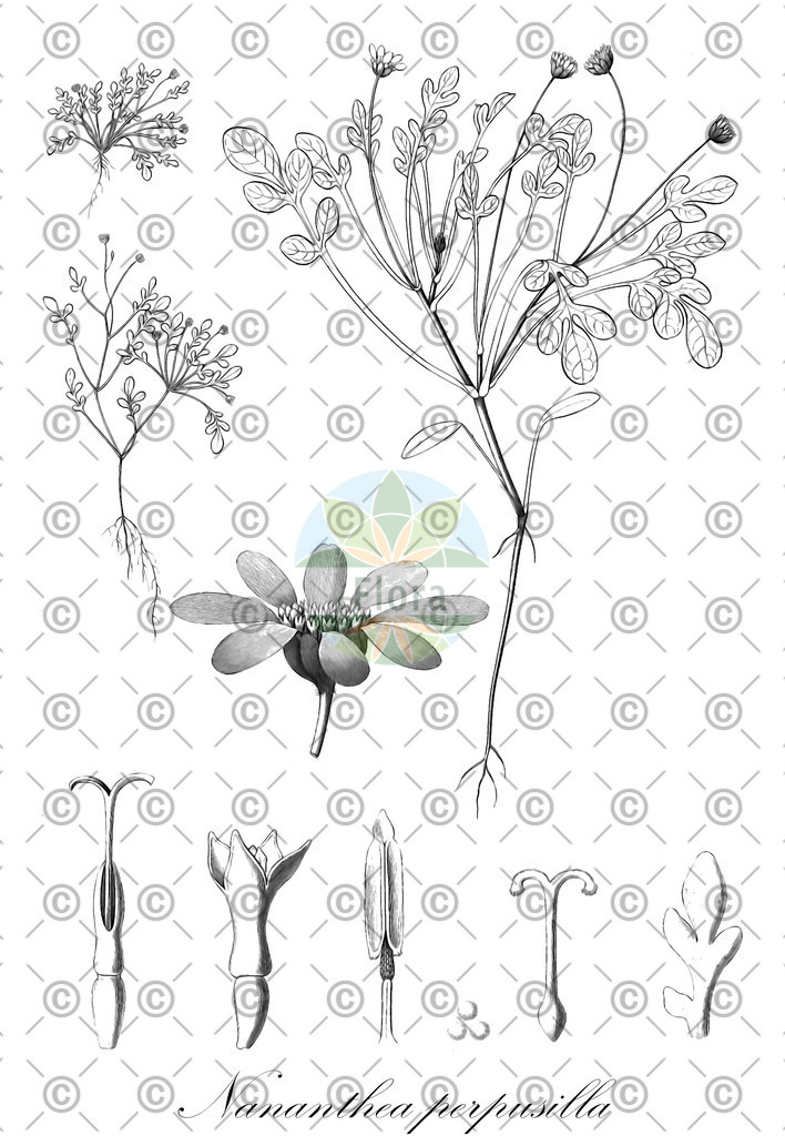 HistAbb_wfo-0000379744_1_ENZY_Simple | Historische Abbildung von Nananthea perpusilla - Asteraceae | Historical Illustration of Nananthea perpusilla - Asteraceae