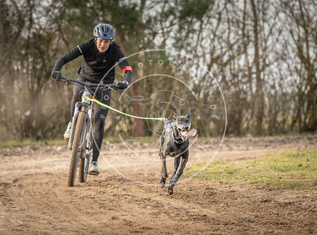 Pfotenfotografie_DV3A8352 | Hundefotografie, Tierfotograf, Pfotenfotografie, Fotoshooting Hund, Hunde Portrait, Hundesport, Hundeportraits, Heideshooting, Hunde, Sportfotograf, Hundefotograf, Turnierhundsport, THS,  - Realisiert mit Pictrs.com