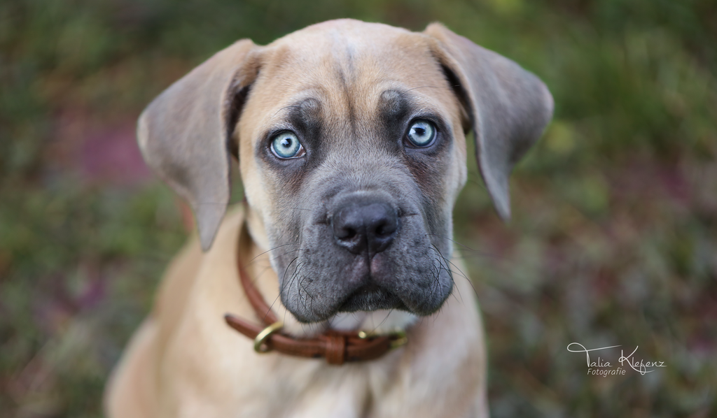 Belle-PS | Emotionale Pferde- & People-Fotografie rund um Heidelberg, Leimen & Umgebung. Natürliche Fotos von Pferd, Mensch & Familie. Jetzt Termin sichern!