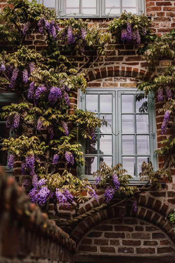 Lübeck_Mai_2023_28 | Du suchst natürliche und atmosphärische Prints oder Leinwanddrucke? In diesem Shop gibt es alles, nur kein Mainstream. - Realisiert mit Pictrs.com