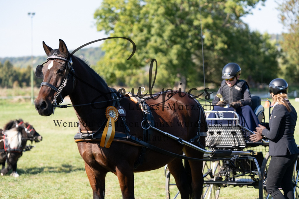 A7V04422 | Pferdefotograf