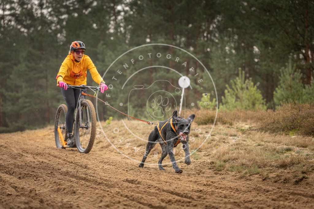 Pfotenfotografie_DV3A4904 | Hundefotografie, Tierfotograf, Pfotenfotografie, Fotoshooting Hund, Hunde Portrait, Hundesport, Hundeportraits, Heideshooting, Hunde, Sportfotograf, Hundefotograf, Turnierhundsport, THS,  - Realisiert mit Pictrs.com