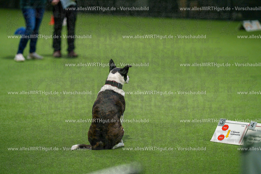 7R504708 | Professionelle Tierfotografie in Mönchengladbach von Daniel Wirth (allesWIRTHgut). Liebevolle & natürliche Bilder von Hunden & Katzen für unvergessliche Erinnerungen.