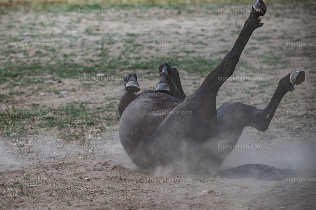 NZ9_9512 | Betzdorf(Deutschland Der deutsche Naturfotograf  Ingo Gerlach/69 aus Betzdorf in Deutschland war Anfang August 2022 auf dem Weg zu „seiner“ Herde mit Islandhengsten. Diese Herde mit rund 14 Hengsten fotografiert Gerlach bereits seit mehreren Jahren. Diesmal wollte der Naturfotograf schauen wie es den Hengsten geht. Es war der heißeste August seit Beginn der Wetteraufzeichnung. Das Thermometer zeigte an diesem Vormittag bereits 38 Grad an. Die Hitze würde sicherlich auch den Tieren zu schaffen machen. Als Gerlach an der sehr weiträumigen Weide ankam sah er schon die Staubwolken. Schnell positionierte er die Nikon Z9 mit dem Superzoom 180 bis 400mm und einschwenkbarem Konverter auf seinem Stativ. Schnell hatte er die ersten Bilder auf der Speicherkarte. Das Verhalten der Hengste war typisch für die Isländer. Sie wälzten sich im Staub um lästiges Ungeziefer los zu werden. Zudem kühlte die Staubschicht auf der Haut auch ein wenig. Obwohl reichlich Staub vorhanden war, kämpften die Hengste immer wieder um den besten und staubigsten Platz.  Dadurch das der Staub in die Höhe ging ergaben sich „herrliche Fotos. Als der Fotograf seine Bilder im Kasten hatte checkte er noch ob die Hengste auch genügend Wasser zur Verfügung hatten, Hatten sie. Ein Brunnen lieferte das lebensnotwendige Nass. 