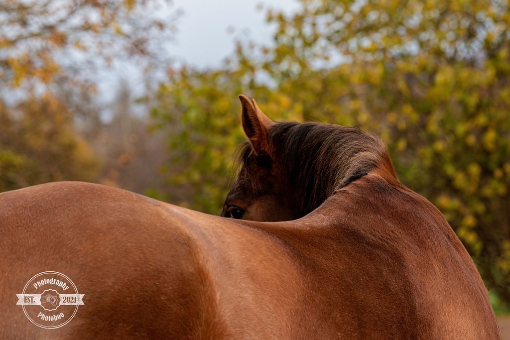 Lieblingsbilder_Photoboo_72 | Pferde- und Hundefotografie in Köln und Umgebung von Vanessza Csuka - Realisiert mit Pictrs.com