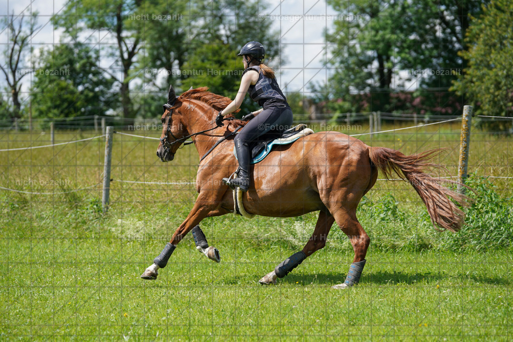 20240622-FAH06877 | Turnierfotografen Bayern, Reitsportbilder aus dem Geländekurs mit Felix Etzel auf dem Gut Waitzacker 2024