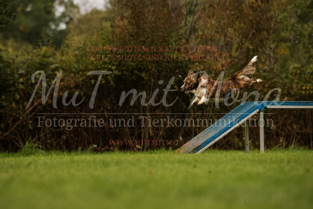 20251005_THS_Turnier-654 | MuT (Mensch und Tier) mit Mona - Fotografie und Tierkommunikation - Realisiert mit Pictrs.com