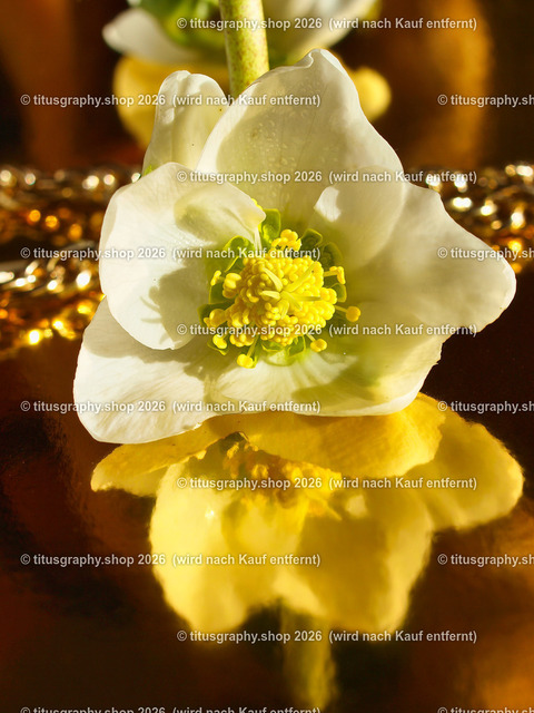 titusgraphy_P2244324-vz-ln | titusgraphy-shop: Geschenkideen mit Qualitätsfotos. titusgraphy-shop: gift ideas with quality photos. titusgraphy-shop: idées cadeaux avec photos de qualité.  - Realisiert mit Pictrs.com