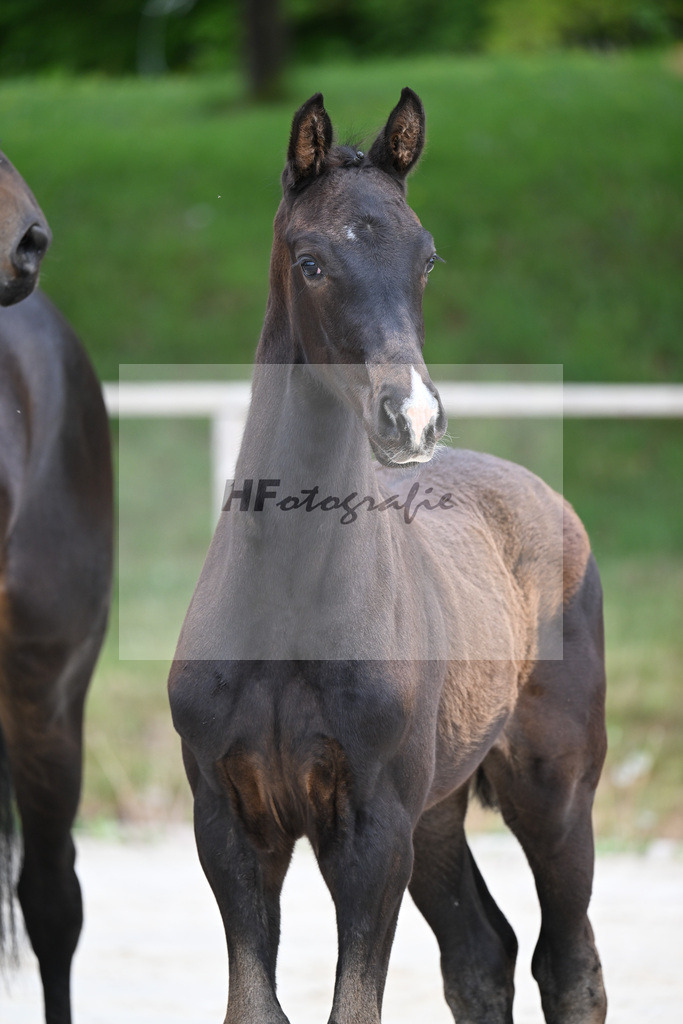 Kat-Nr. 1 HF Secret x San Muscadet_Holmer-Rattenhuber_24260008 | hf-fotografie - Realisiert mit Pictrs.com