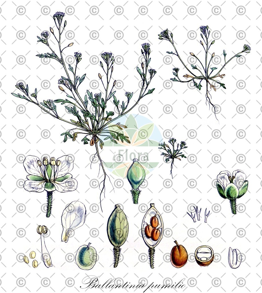 HistAbb_37NS_1_ENZY_Simple | Historische Abbildung von Ballantinia pumilio - Brassicaceae | Historical Illustration of Ballantinia pumilio - Brassicaceae