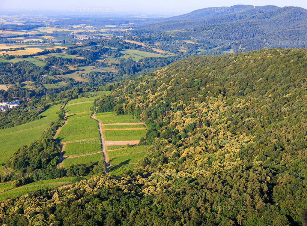 Luftbild: Blühende Esskastanien im Pflälzerwald in Wissembourg im Bundesland Bas-Rhin in Frankreich. – Foto: IMG_157811.jpg vom 19.06.2026 durch Werner Riehm/FLY-FOTO.de – Auflösung des Originals: 5438 x 4000 px