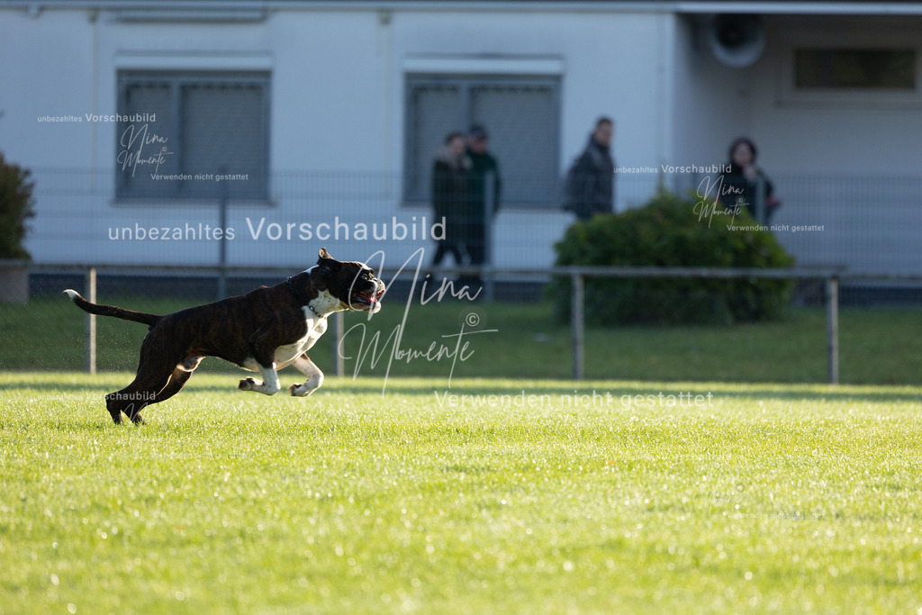 _16A6086 | Einzigartige Fotos von Hunden & Menschen –Actionfotos, Portraits, Vereinsaufnahmen & Paarshootings – authentisch, lebendig & mit Herz.