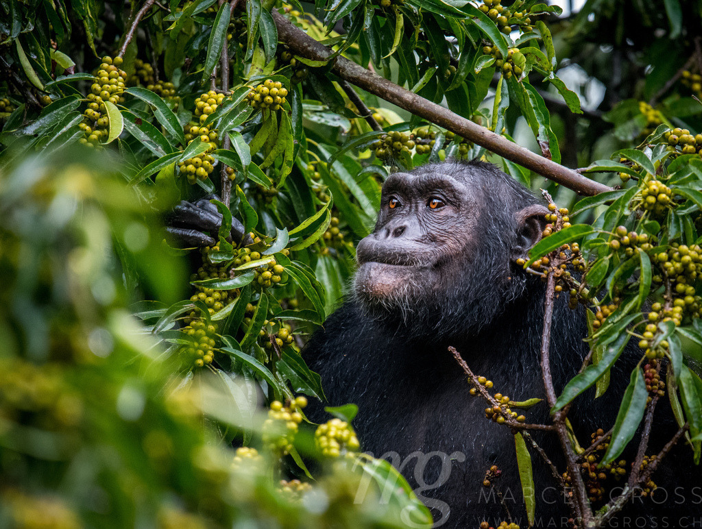 Chimp in Kibale Forest | Chimpanzee in Uganda's Kibale Forest National Park on a fig tree - Realisiert mit Pictrs.com