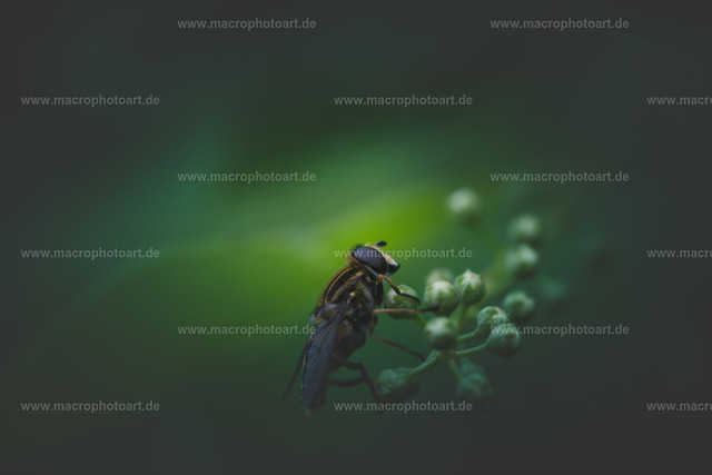 Sumpfschwebfliege | Eine Gemeine Sumpfschwebfliege sitzt auf einer Blüte - Realisiert mit Pictrs.com