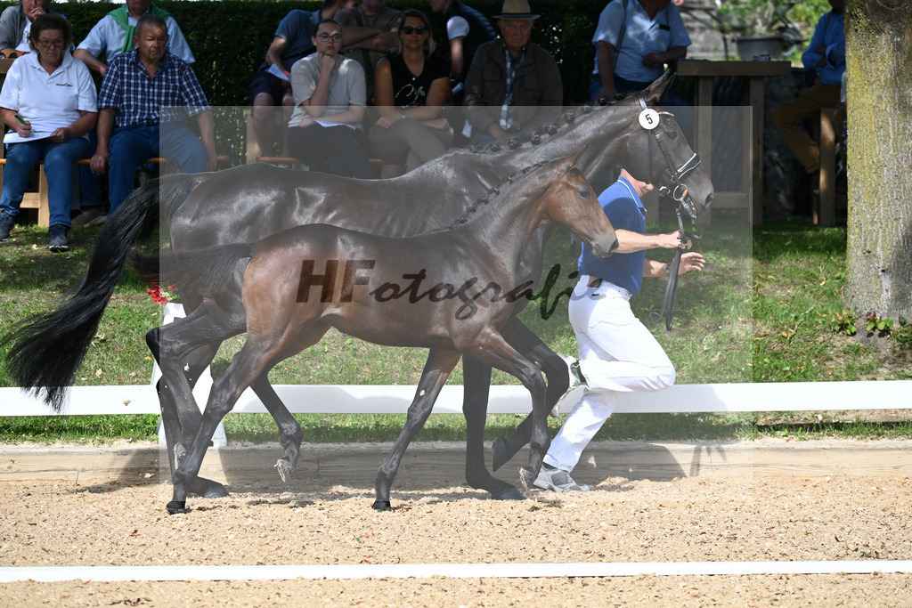 Kat-Nr. 5 SF DSP Va Bene x Samaro_Reissler__27230115 | hf-fotografie - Realisiert mit Pictrs.com