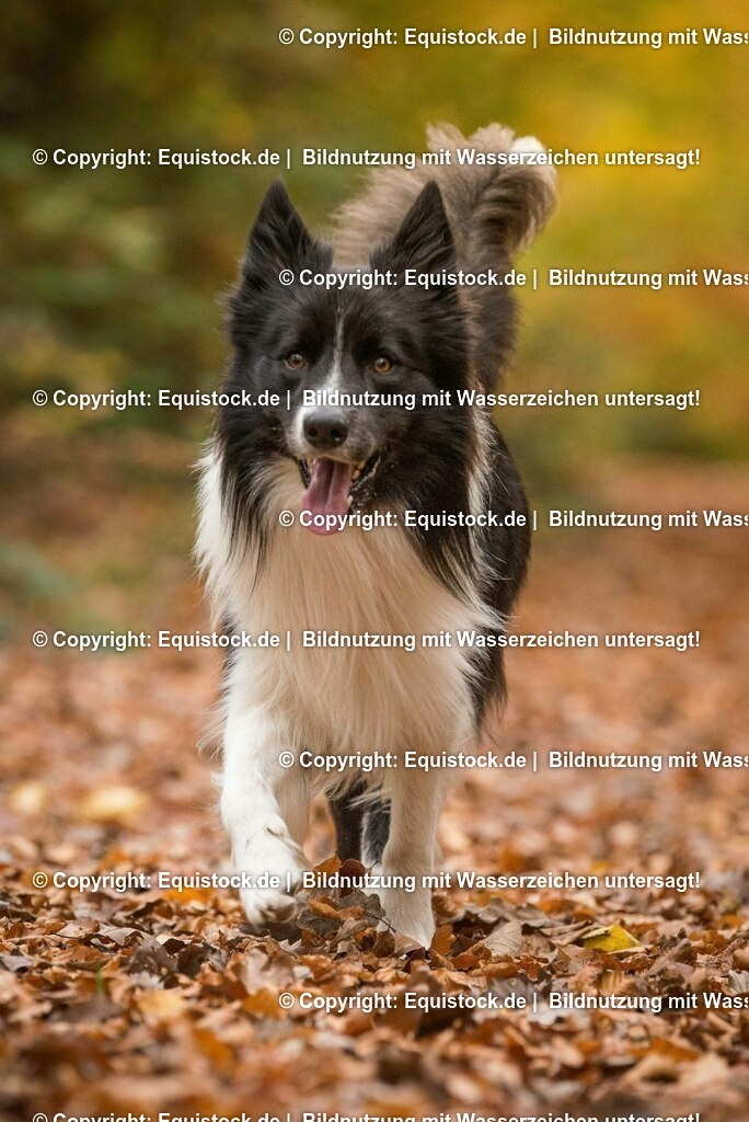 20171020_Hund_0021 | Foto: Thomas Hartig