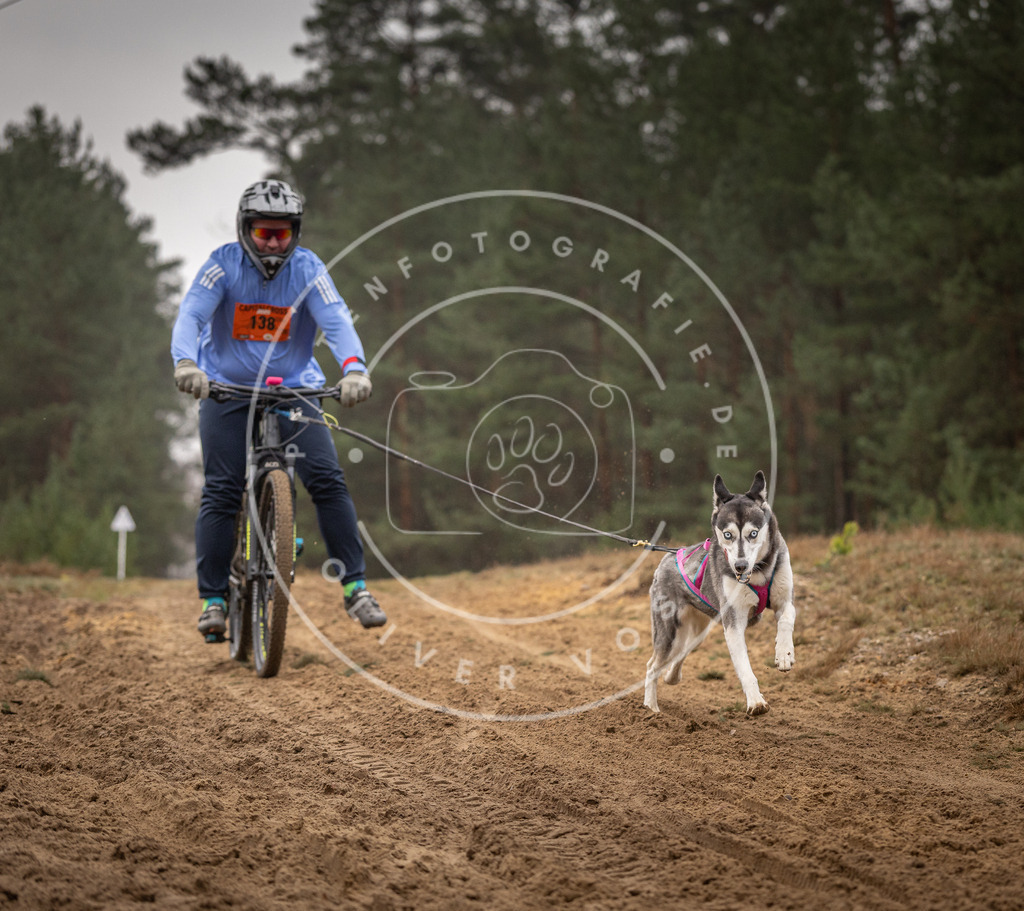 Pfotenfotografie_DV3A3890 | Hundefotografie, Tierfotograf, Pfotenfotografie, Fotoshooting Hund, Hunde Portrait, Hundesport, Hundeportraits, Heideshooting, Hunde, Sportfotograf, Hundefotograf, Turnierhundsport, THS,  - Realisiert mit Pictrs.com