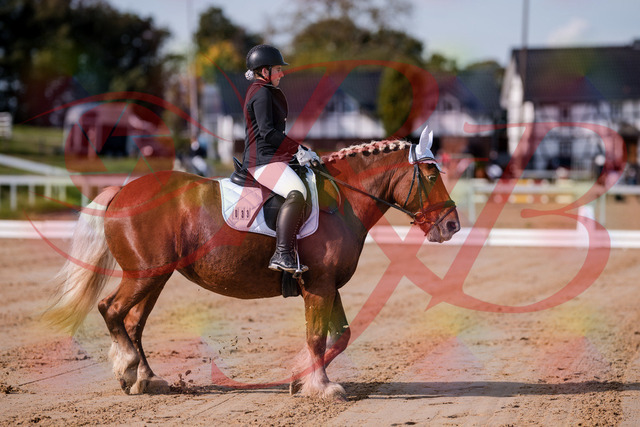 2026_10_03_Siefer-Hof_114107_Z81_84050547 | Professionelle Reitsport-, Turnier- und Eventfotografie von Robert Broda. Galerien mit ausgewählten und bearbeiteten Bildern direkt online ansehen und bestellen.