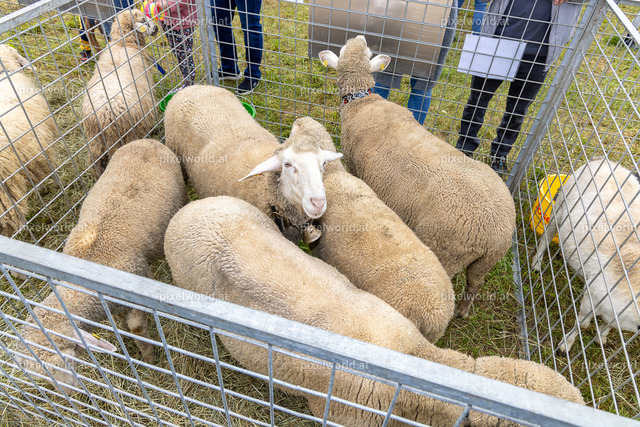 SchaZie Tag | Bildershop von pixelworld.at - Realisiert mit Pictrs.com