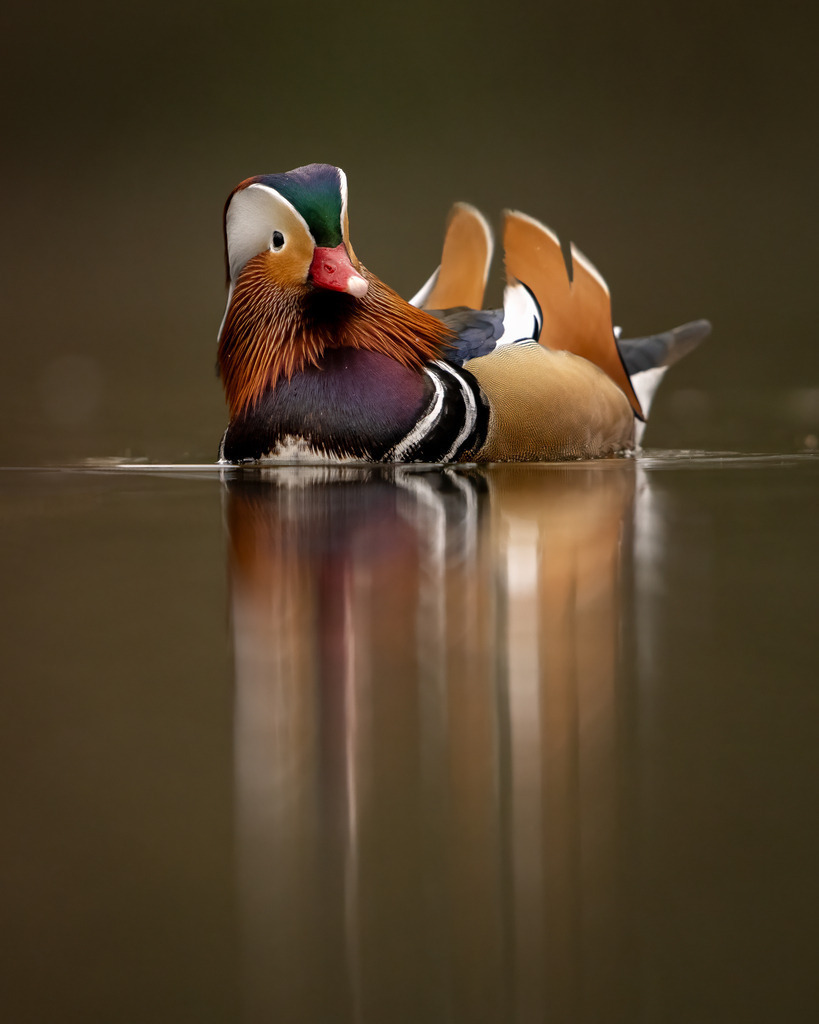 DSC_7288-2 | Ich bin Fotograf aus Neuburg an der Donau und spezialisiere mich auf Wildlife-Fotografie, Landschaftsaufnahmen und Portraits.Ob Hochzeit, Familienbilder oder Naturaufnahmen – ich fange echte Momente ein, die bleiben. 