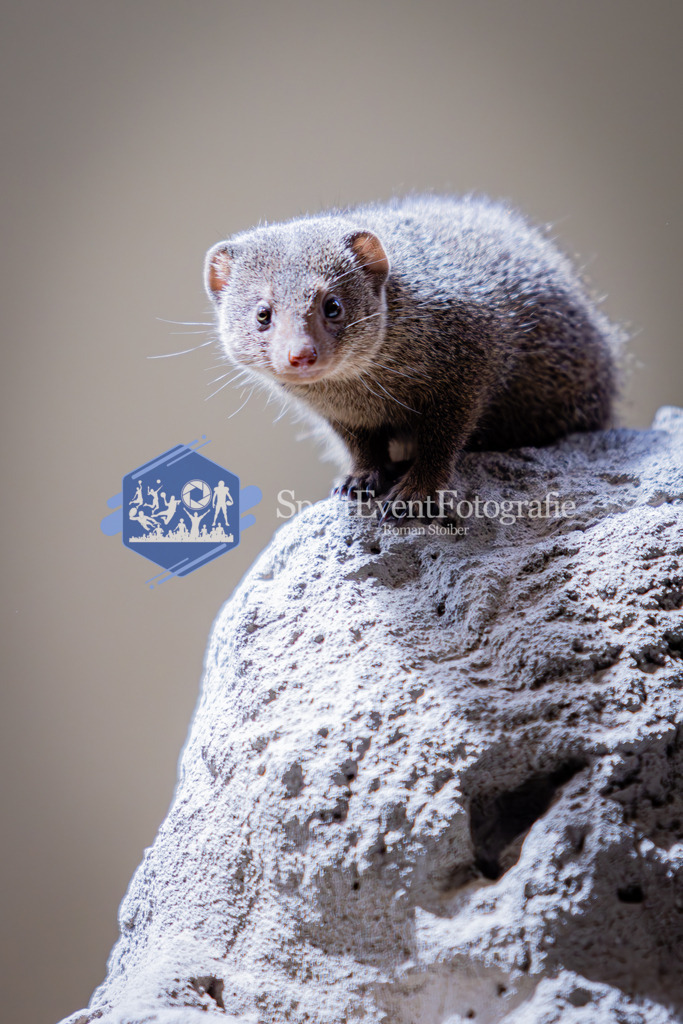 IMG_6222 | SportEventFotografie - Roman Stoiber