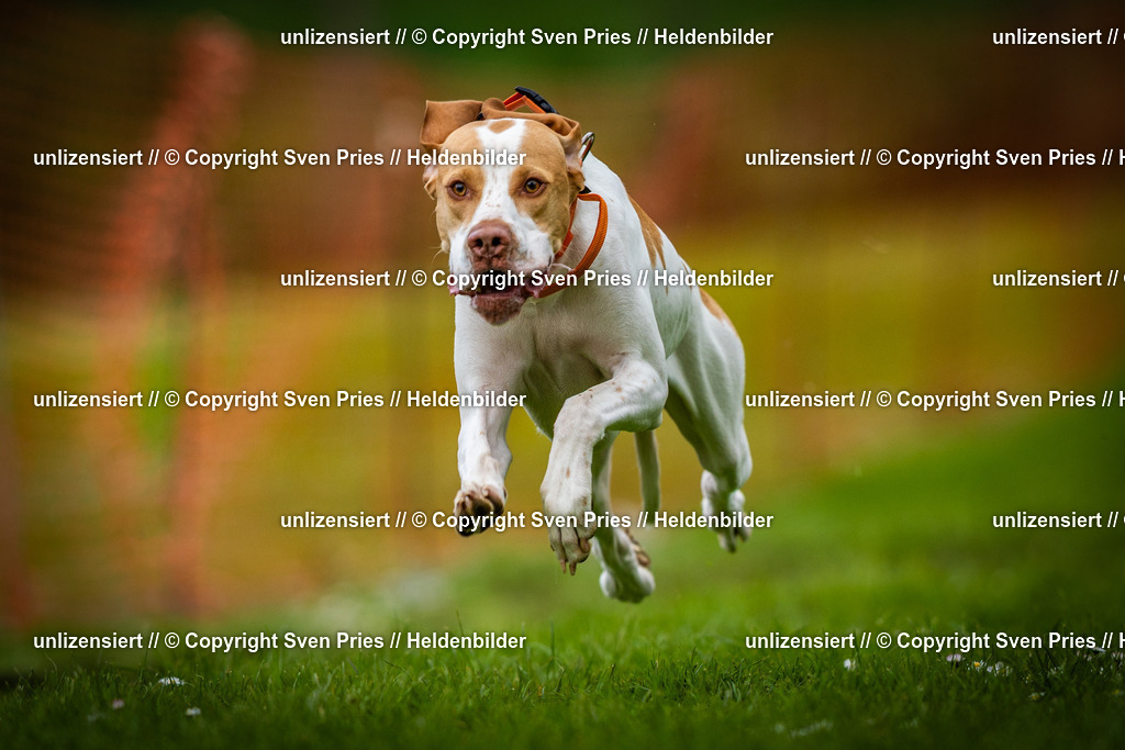 Sven Pries | 2025-04-13 - Hunderennen Baden-Baden - Realisiert mit Pictrs.com