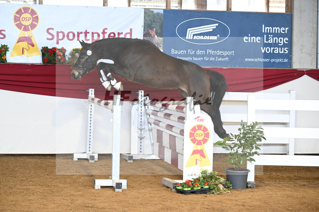 Kat-Nr. 32 Gluecksstuermer v. Gruendleinshofs Gipfelstuermer_Kaus_16250528 | hf-fotografie - Realisiert mit Pictrs.com