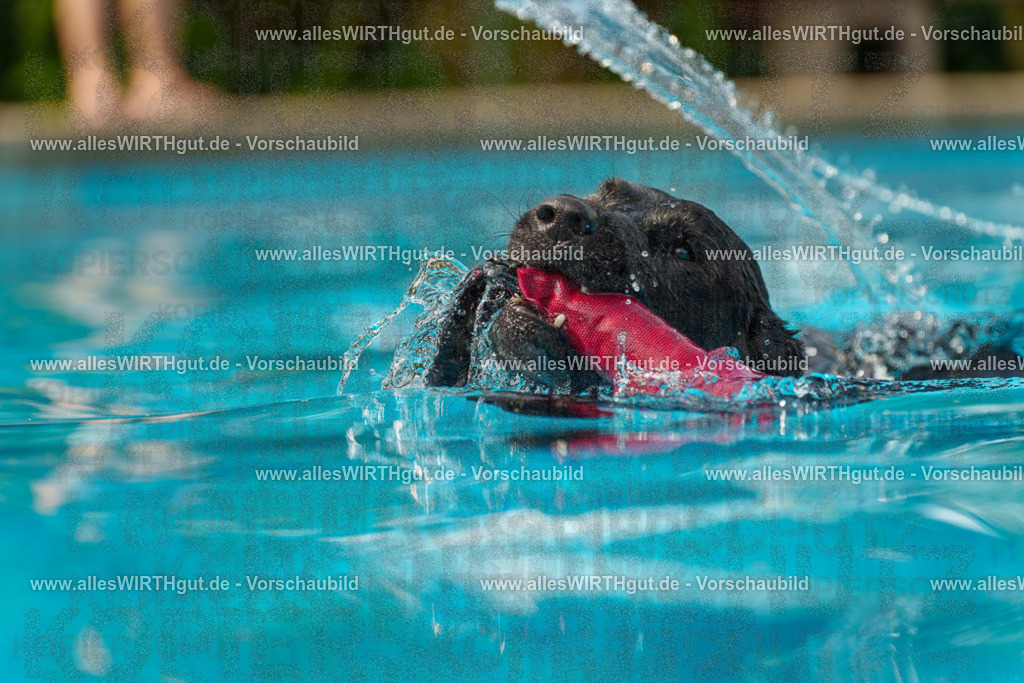 Hundeschwimmen_Grefrath_2026-allesWIRTHgut_Tierfotografie-11_27-7R503291 | Professionelle Tierfotografie in Mönchengladbach von Daniel Wirth (allesWIRTHgut). Liebevolle & natürliche Bilder von Hunden & Katzen für unvergessliche Erinnerungen.