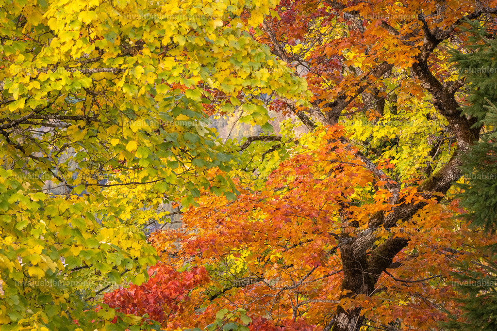 DSC_1567 | invaluablemoments.com - Realisiert mit Pictrs.com