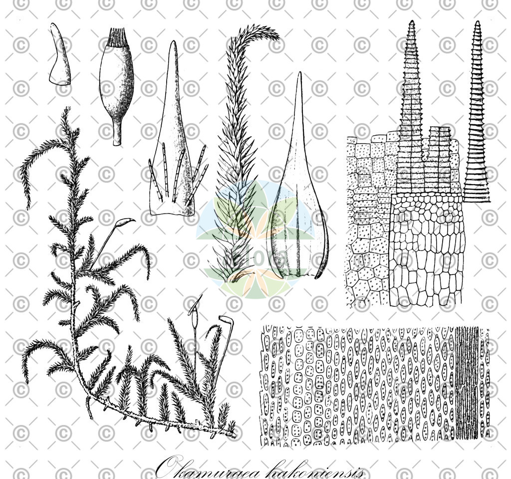 HistAbb_wfo-0001336675_1_ENZY_Simple | Historische Abbildung von Okamuraea hakoniensis - Brachytheciaceae | Historical Illustration of Okamuraea hakoniensis - Brachytheciaceae